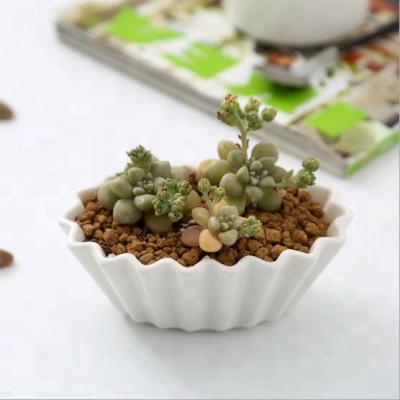 China Modern White Minimalist Creative Gardening Oval Ceramic Fleshy Resin Real And Fake Flower Small for sale