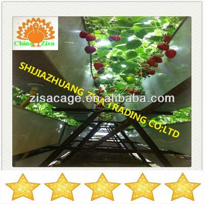 China Plastic PVC Greenhouse Strawberry Growing Tray for sale