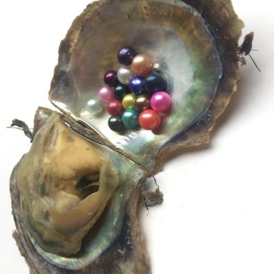 China Freshwater pearl akoya loose round oysters with pearls vacuum packed for sale