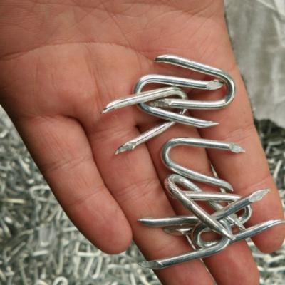 China Electro Flat Galvanized U Fence Staples Nails For Hot Dipped Building Construction for sale