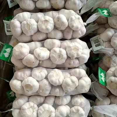 China 4cm 5cm 5.5cm 6cm China Pure White Garlic Of Mess Fresh Bag For Sale for sale