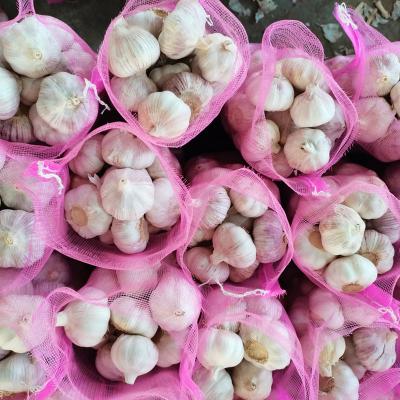 China Pure White Garlic Fresh Natural White Garlic Fresh for sale