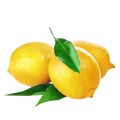 China Wholesale Fresh Lemon Fruit Fresh Rich Quality Fresh Yellow Lemons for sale