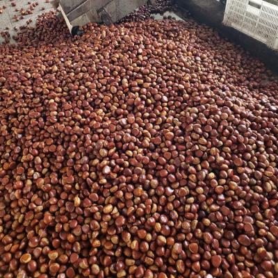 China Wholesale Natural Sweet Frozen Edible Water Chestnuts Fresh Taste Chestnut for sale