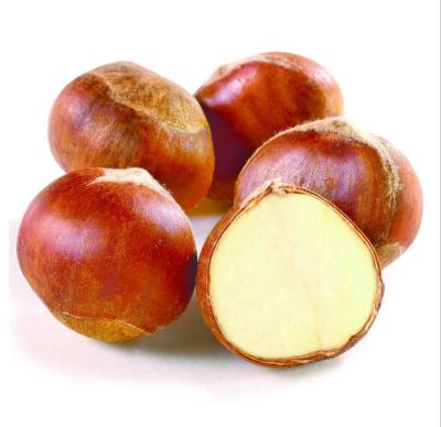 China Natural Sweet Edible Fresh Chestnut Taste Chinese Chestnuts For Sale for sale