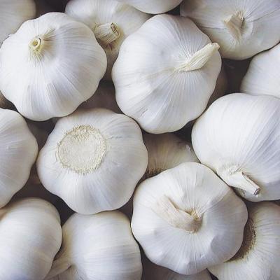 China Chinese garlic wholesale fresh 2021 pure white fresh garlic for sale