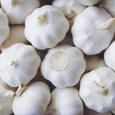 China Good Price Good Price Fresh Pure White Fresh Garlic Porcelain High Quality Pure White Garlic for sale