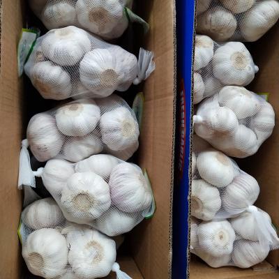 China New pure white chinese fresh garlic 4p cultured china/chinese fresh garlic for sale