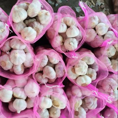 China White Garlic Fresh Chinese Price Fresh Garlic Normal for sale