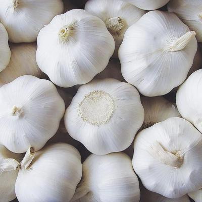 China Hot Sale Cheap Fresh Shandong White Garlic Normal Fresh for sale