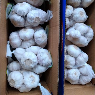 China High quality fresh garlic china import garlic fresh packaging for sale