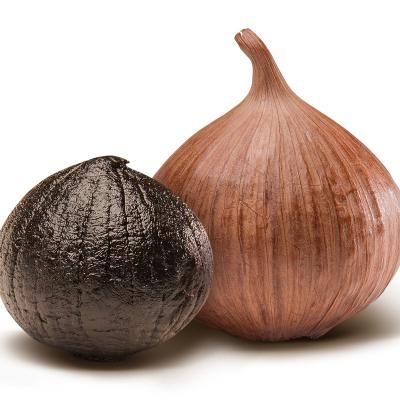 China Fresh Porcelain Head Garlic Single Dry Black Garlic for sale