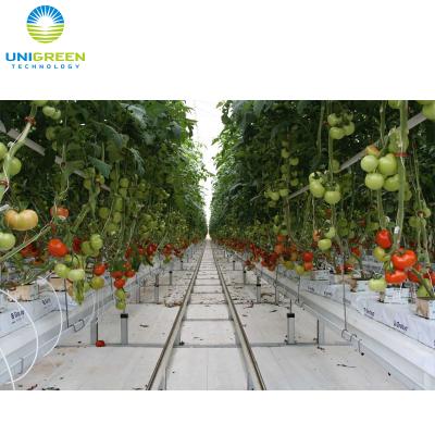 China PE System Agricultural Hydroponic Tomato Greenhouse for sale