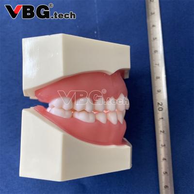 China Easy Standard Dental Teeth Models With 28pcs Screw-in Gum For Studying Nissin With Red Soft Teeth Jaw Model Dental Model for sale