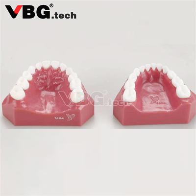 China Jaw Set Children Jaw Set Children Jaw Model Teaching Model Tooth Model 24 Deciduous Teeth With Strap Screw for sale