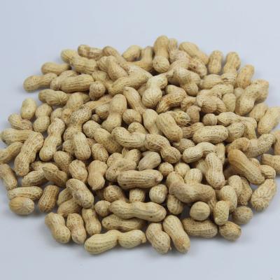 China Original Supply Dry Direct OEM Processing Peanut Snack Biscuit for sale