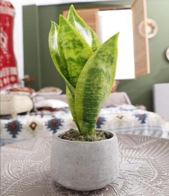 China PE Plastic Richicgarden Faux Plant Sansevieria Snake Plant Artificial Indoor Spring 27CM for sale