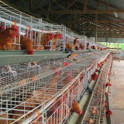 China 2018 Hot Sale Farms Egg Layer Chicken Battery Cage Price for sale