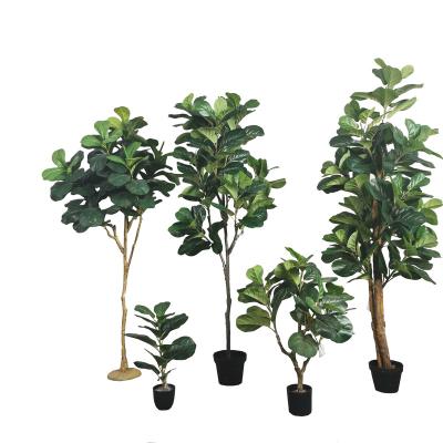 China Tropical plant direct artificial chinese indoor ficus tree fiddle leaf fig tree lyrata plant for sale