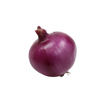 China Fresh fresh red onions for sale, fresh red onion, 10KG red onion for sale