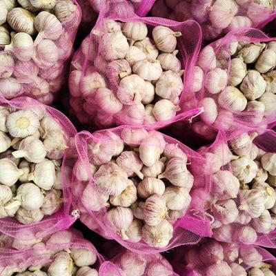 China 2022 Fresh Selling Cost Effective Premium Products Garlic for sale