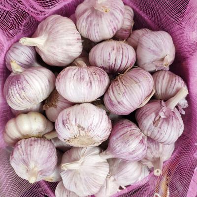 China Garlic cultivation 2022 fresh normal white first class new in China for sale