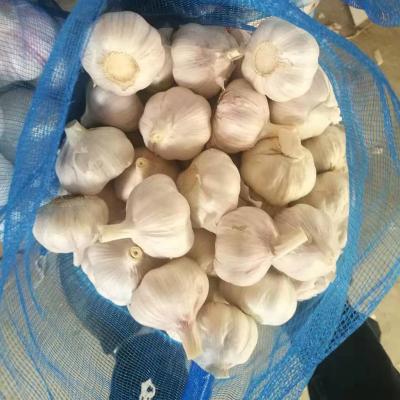 China Jin Xiang Red Fresh Garlic 2020 Fresh/Normal White Garlic/Alho/Ail for sale