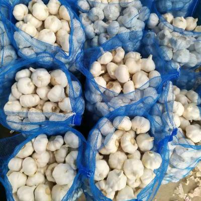 China 2022 fresh selling white garlic of the best quality cost-effective products for sale