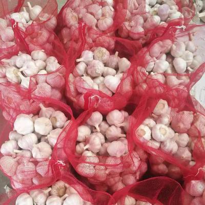 China 2022 Jin Xiang Liming Fresh Pure White Fresh Garlic / Alho for sale