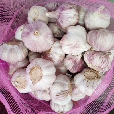 China 2022 Fresh Selling Cost Effective Premium Products Garlic for sale