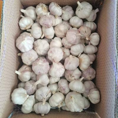 China 5cm fresh 5.5cm normal white garlic fresh with cheap export price for sale