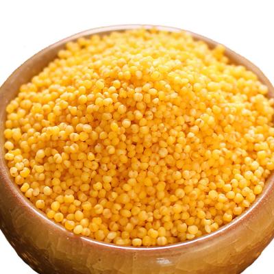 China Dry Bulk Millet Grain From New Crop Millet for sale