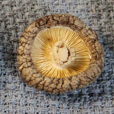 China Wholesale Health Dried Magic Mushrooms Fresh Dried Mushrooms for sale