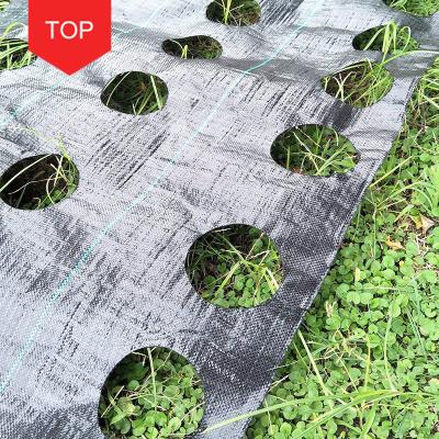 China 100% Polypropylene Woven Garden Anti-Weed Mesh Weed Control Mesh Plant Cover Eco-friendly Cultivation Agriculture for sale