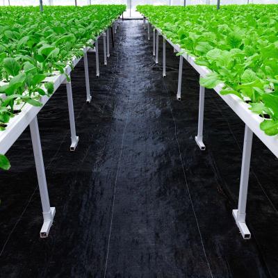 China Competitive Price Agriculture Plant Cover Tree Weed Control PP Woven Cloth Agricultural Anti Crop UV Mat for sale