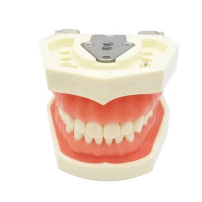 China Medical School Bilological Class Promotion Medical Gift Dentist Oral Anatomical Training Tool Removable Orthodontic Teeth Model Dental Typodont Models for sale