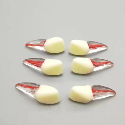 China Detailed Anatomy Structures Oral Dental Endodontic Anatomical Tooth Cavity Pulp Root Shape Natural Training Model for sale