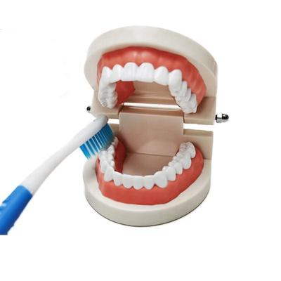 China To Demonstrate The Correct Way To Clean And Brush The Teeth Practice Plastic Artificial Tooth Model For Children Toothbrush Education Teeth Demonstration Model for sale