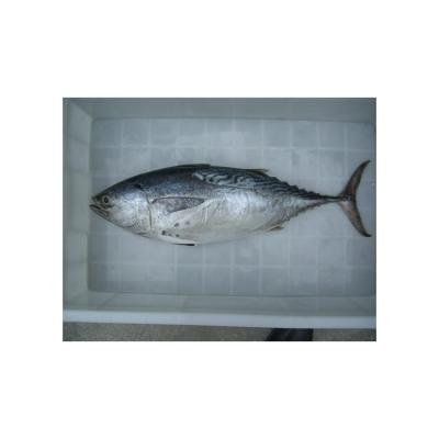 China High Quality Wholesale Price Tuna Fish Fresh Frozen Fish from NATURE for sale