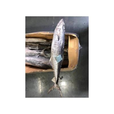 China NATURE Premium Frozen Indonesian Mackerel Amberjack for sale