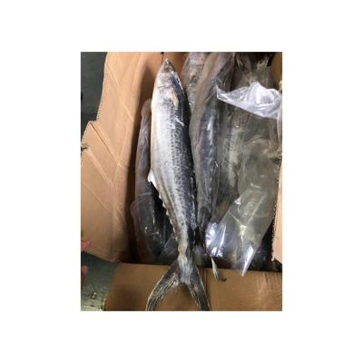 China Good Quality Wholesale Price NATURE Cheap Hot Selling Frozen Supplier Jack Mackerel for sale