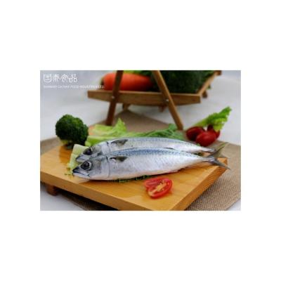 China NATURE Factory Supply Good Price Wholesale Frozen Blue Fishs Mackerel Supplier for sale