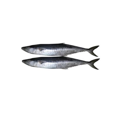 China NATURE Wholesale New Type Best Price Interesting Price Frozen Mackerel for sale