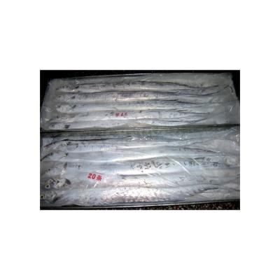 China NATURE'S Best Selling Goods Using Best High Quality Frozen Hairtail For Sale for sale