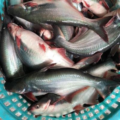 China NATURE Frozen Tilapia Black Catfish Frozen Fishes Exporting Factory Sea Catfish Silurus Asotus Linnaeus for sale