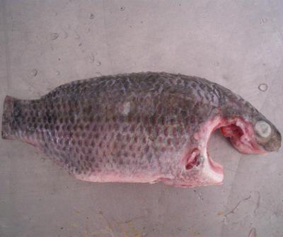 China NATURE frozen cleaned tilapia moon cut for wholesale for sale