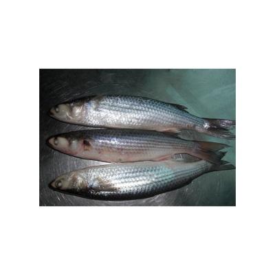 China NATURE Suitable Price Good Quality Wholesale Frozen Gutted Mullet Exporters for sale