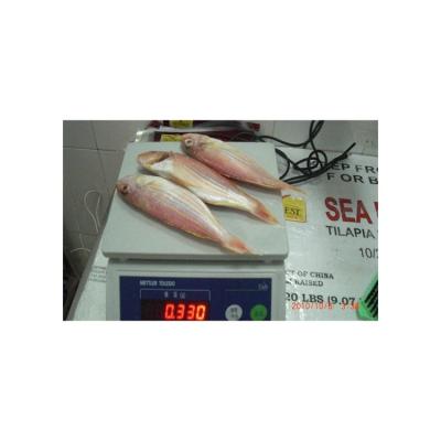 China NATURE Good Quality Hot Selling Redwood Fish Frozen Wholesale for sale