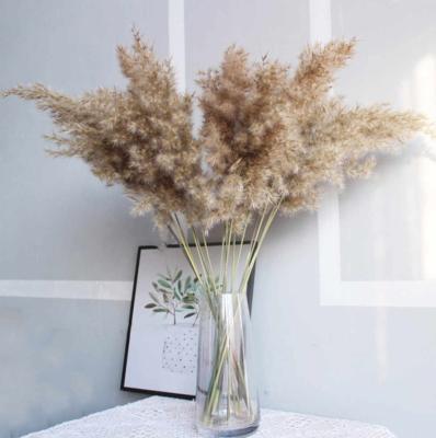 China Real Natural Pampas Grass Fluffy 22 Inches 55cm Brown Pampas Grass Flowers Bunch Dry Pampas Grass Flowers Natural Color for sale