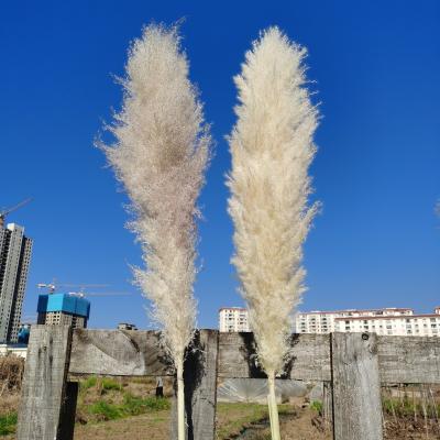 China Real Dried Natural Per Extra Large Pampas Grass 4ft Dried Flowers For Home Decor Wedding Floral Decorations Extra Fluffy Pampas Grass for sale